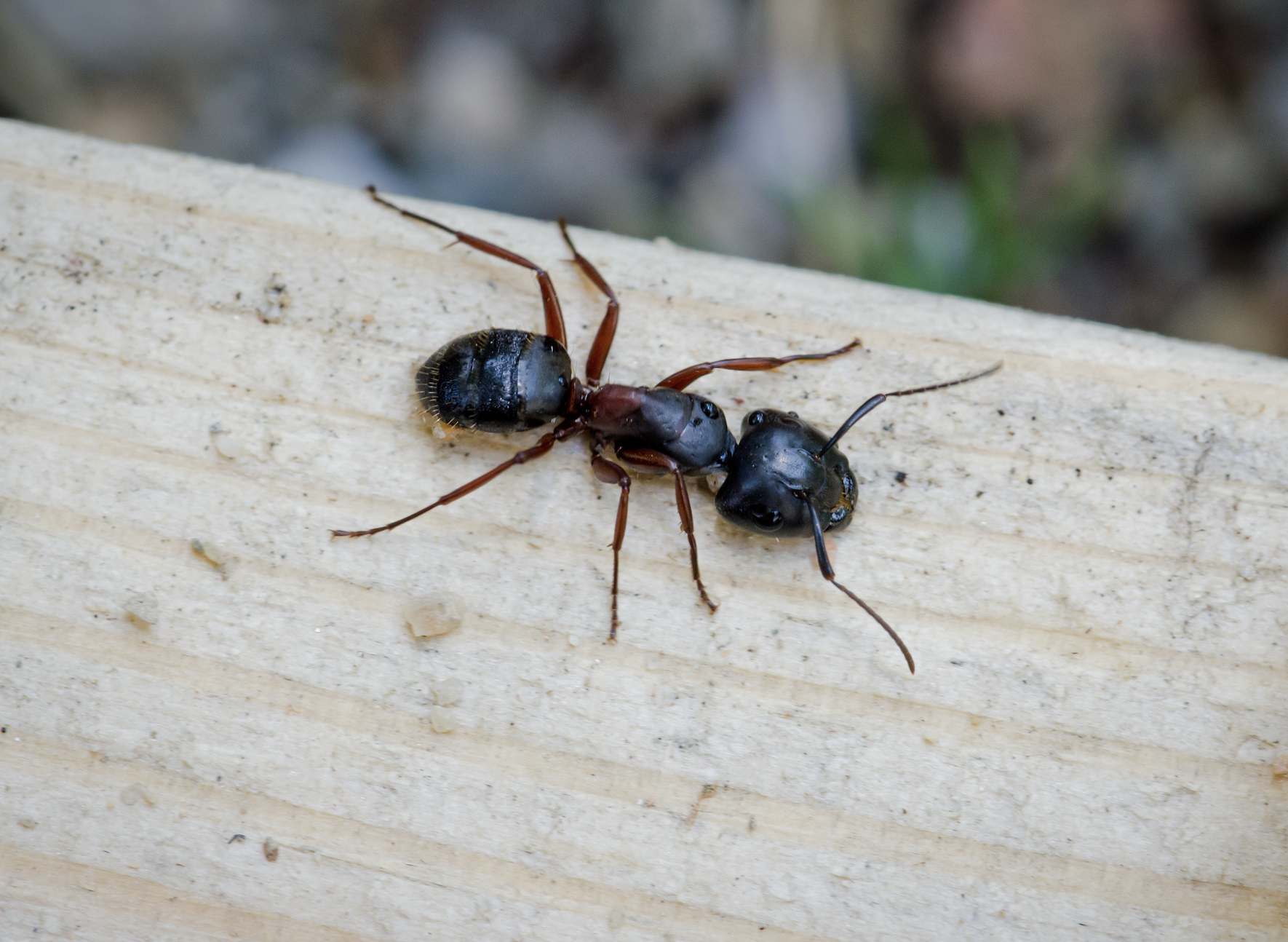 Carpenter Ant Control